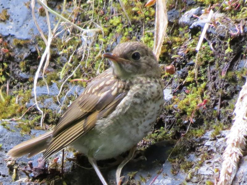 Viewing nature with Eileen Oregon birds..Columbia