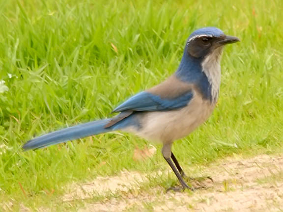 ecobirder jays ecobirder jays
