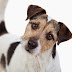 Excelentes nombres originales para perros
