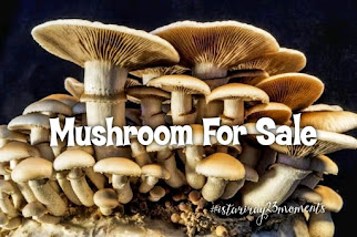 Mushroom Seedlings For Sale