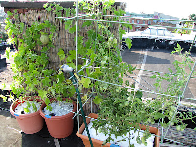 Rooftop Vegetable Garden 2011