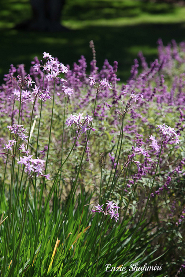 uf brush tree bottle Society Garlic Delights: Garden uf brush tree bottle Society Garlic Delights: Garden
