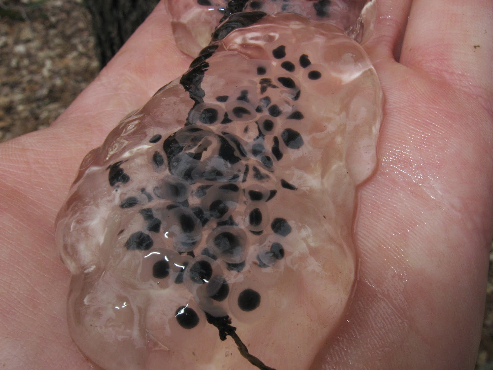 AFK Herping Northeast Egg Mass ID