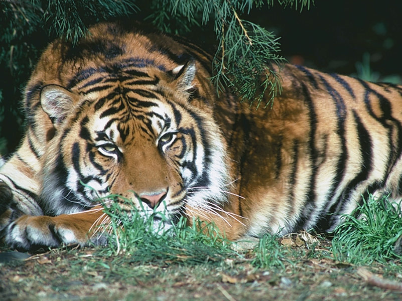 tiger wallpaper. tiger wallpaper. animal