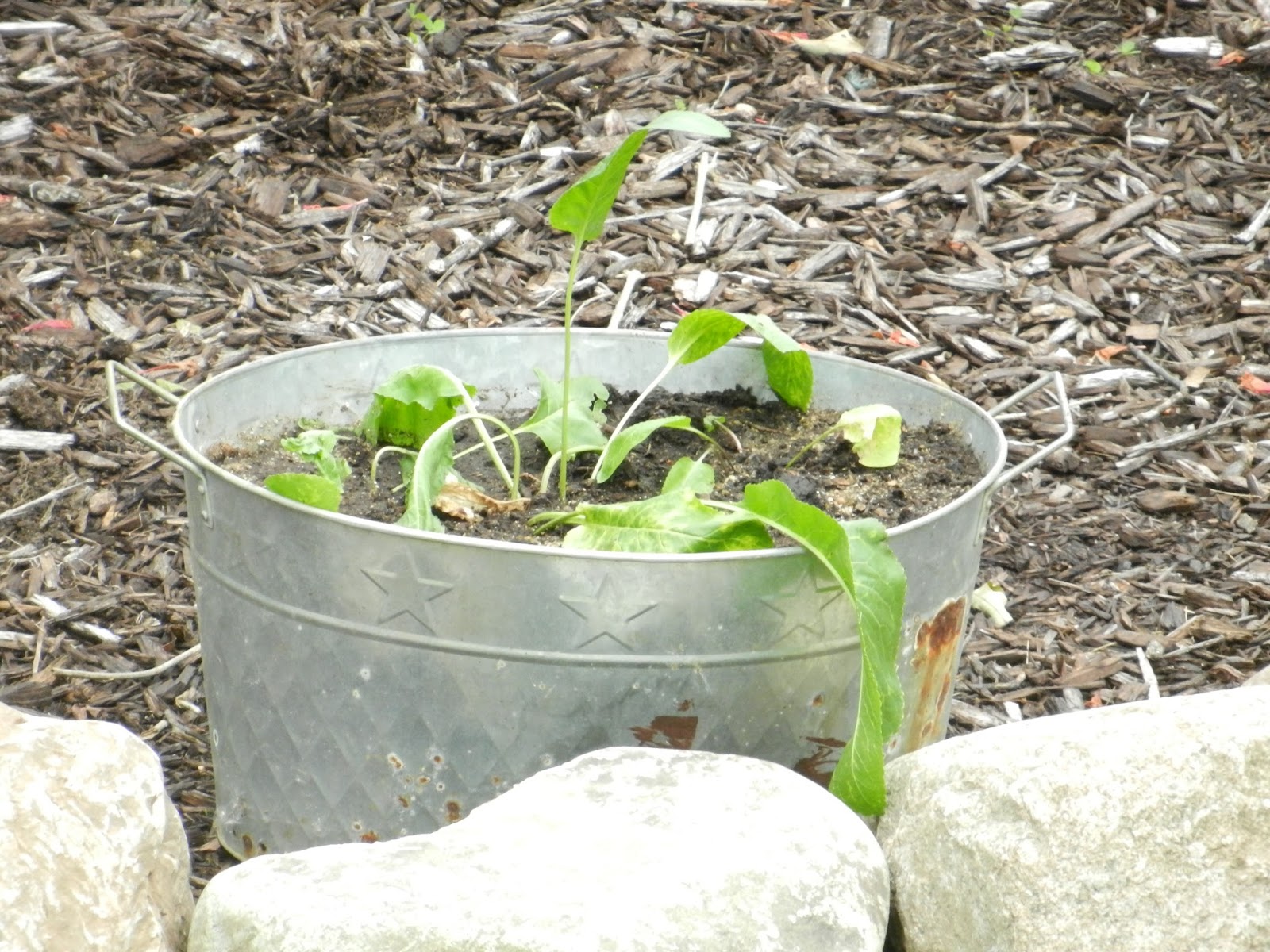 MI Lake Home Garden How to Grow and Preserve Horseradish