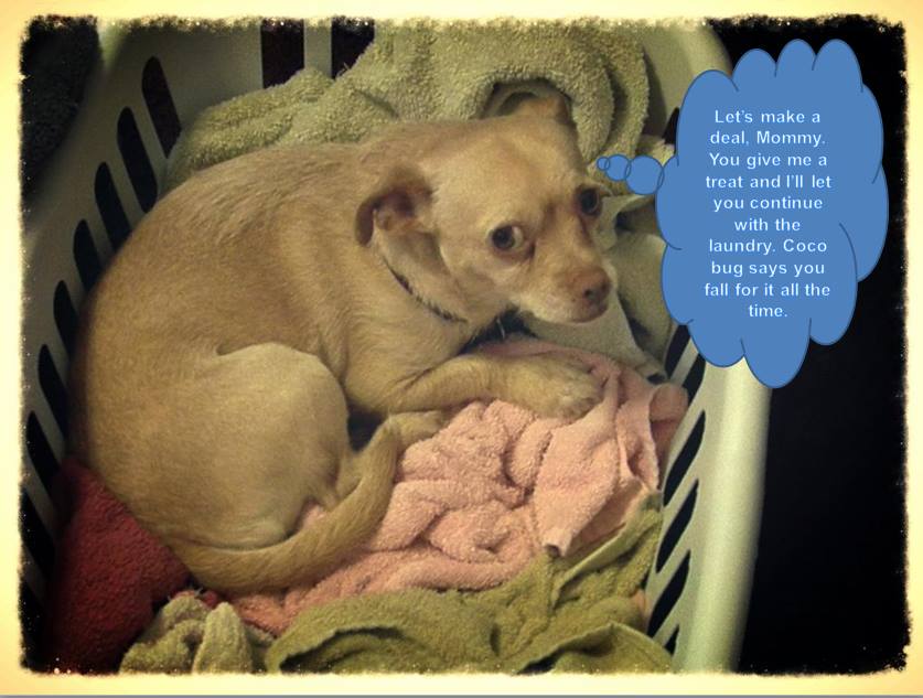 Why Does My Dog Like Dirty Laundry