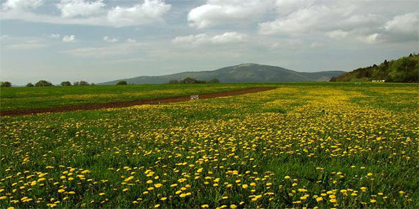 Scientists from Canada Discovered a Plant That Kills Cancer Cells in 48 Hours dandelion