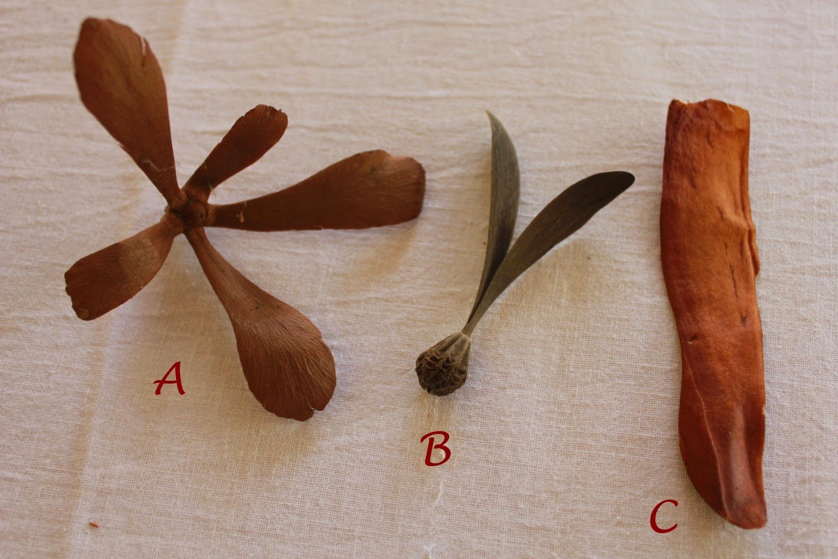 Journeys across Karnataka spinning seeds