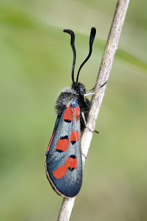 Para ampliar Zygaena rhadamanthus (Esper, 1789) hacer clic