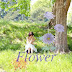 Lirik Lagu (Romaji) Maeda Atsuko - Flower