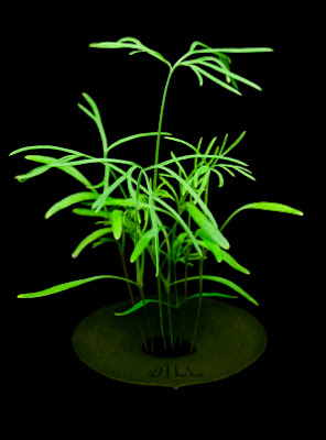 Small Elegant Home Grown Hydroponic Plant: Green Vegetation