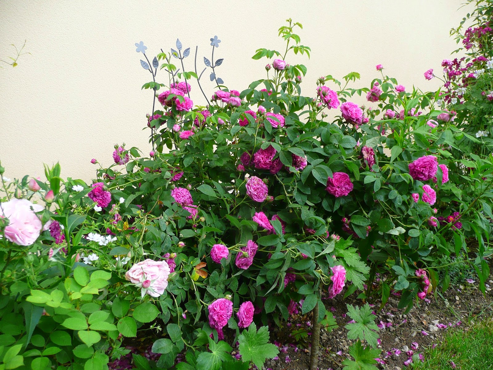 Notre jardin secret. Allée des roses de sa création à aujourd'hui!