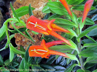 Columnea hirta