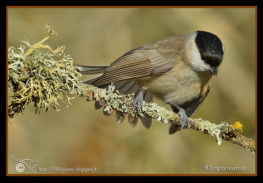 Poecile palustris - https://1000-pattes.blogspot.com