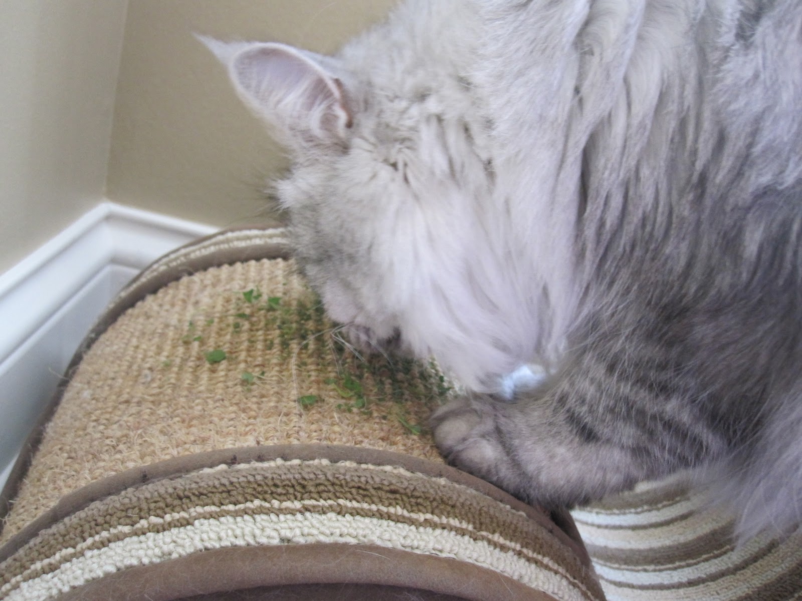 How to dry Catnip in the Microwave The Suburban Jungle