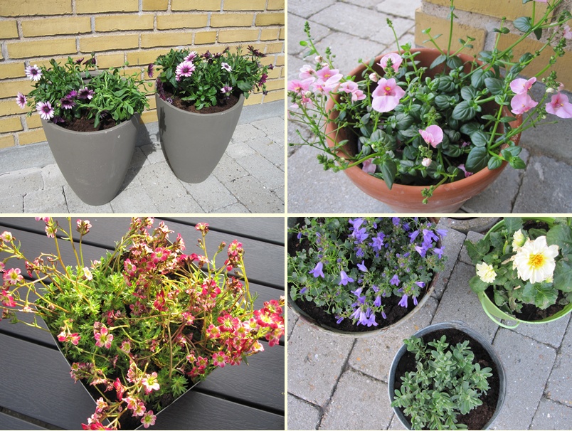Frk. schmetterling: blomster på terrassen Blomster til terrassen