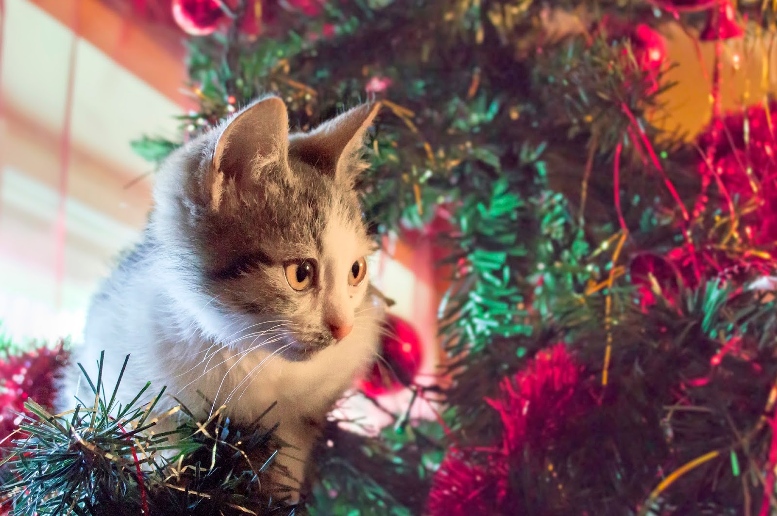 Make Sure Your Christmas Tree is Cat Proof – Bregman Vet Group