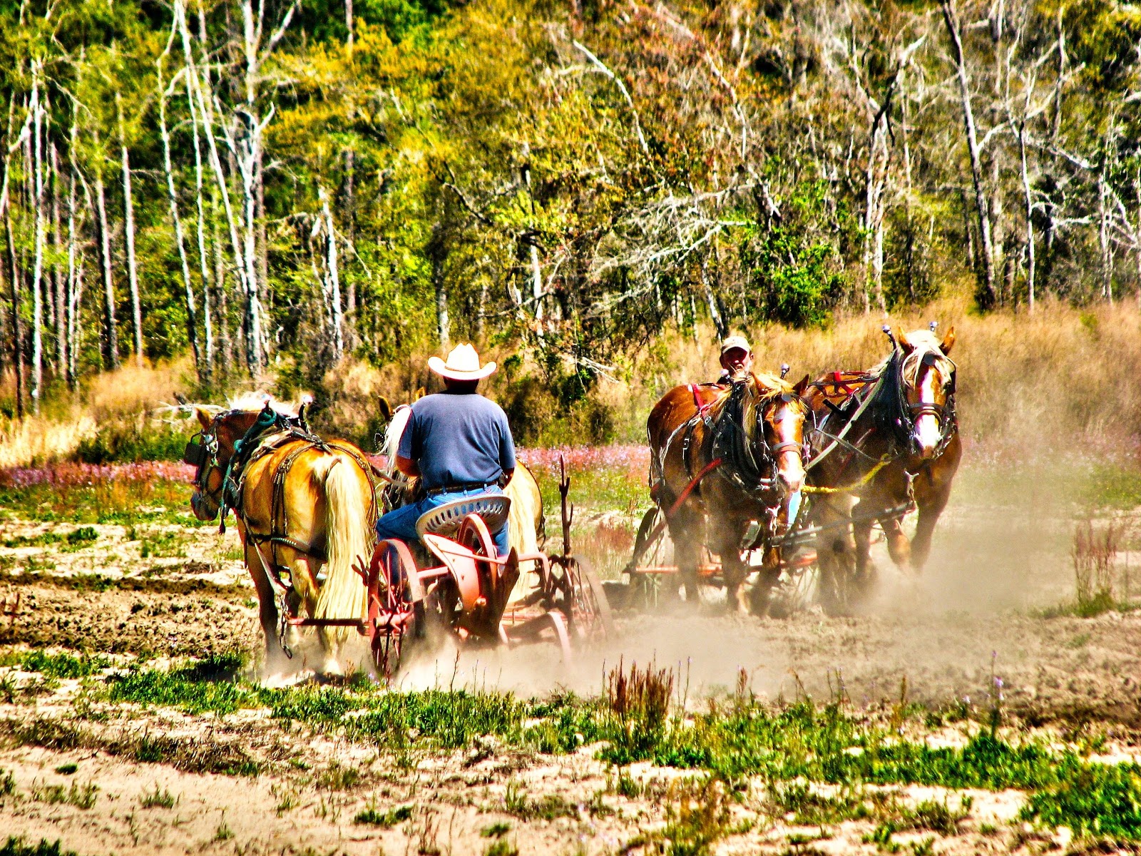 my photos Ray City Old Fashion Plow Day