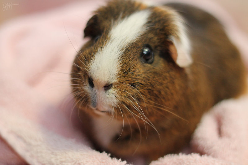 The Guinea Pig Daily Bugsy