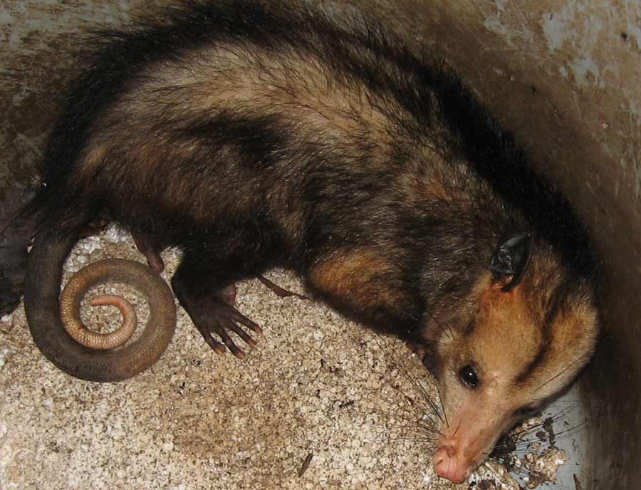 Sete Praias, o paraiso pede socorro - omissão das autoridades - Bairro