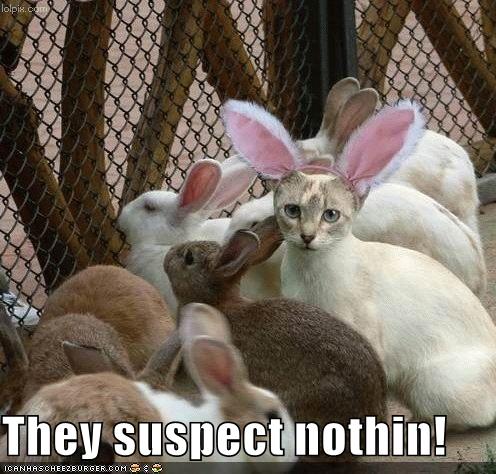 of cats. Funny Hare cats funny. of cats. Funny Hare