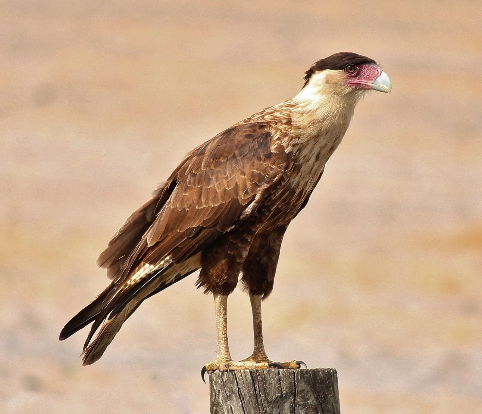 Joan and Dan's Birding Blog: August 2015