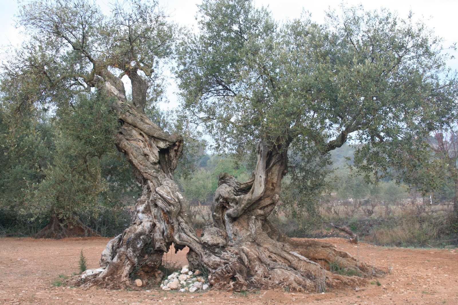 Saqib Bashir 5000 years old Olive tree