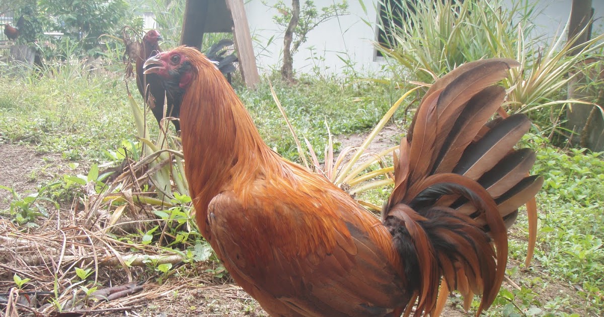 Sarawak Gamefowl Farm Banda Pipit Beragum ( Gold Muff Mark)