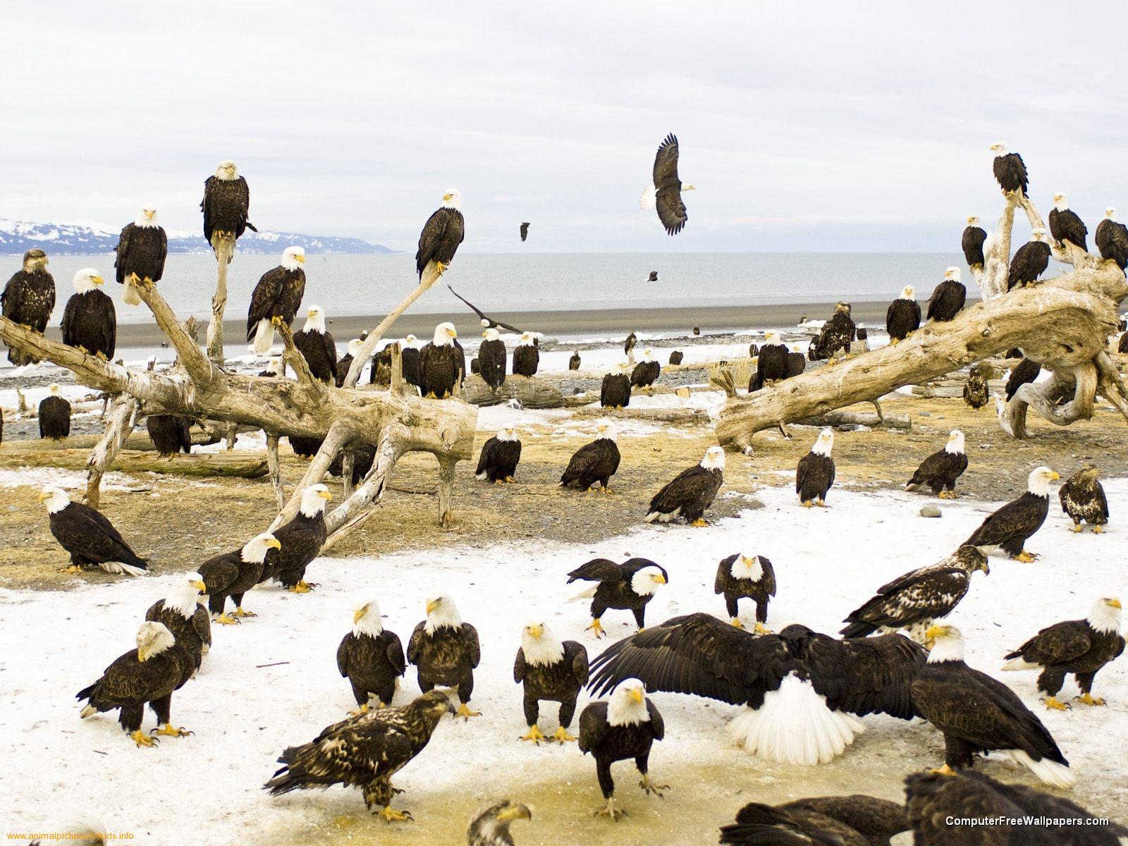 http://4.bp.blogspot.com/-0n-YsyM-BJI/TjmR3yEGctI/AAAAAAAAAPY/E6OvZopkIR8/s1600/Bald+Eagle+Wallpapers+11.jpeg