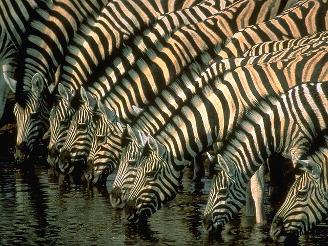 Zebras - Pets Cute and Docile