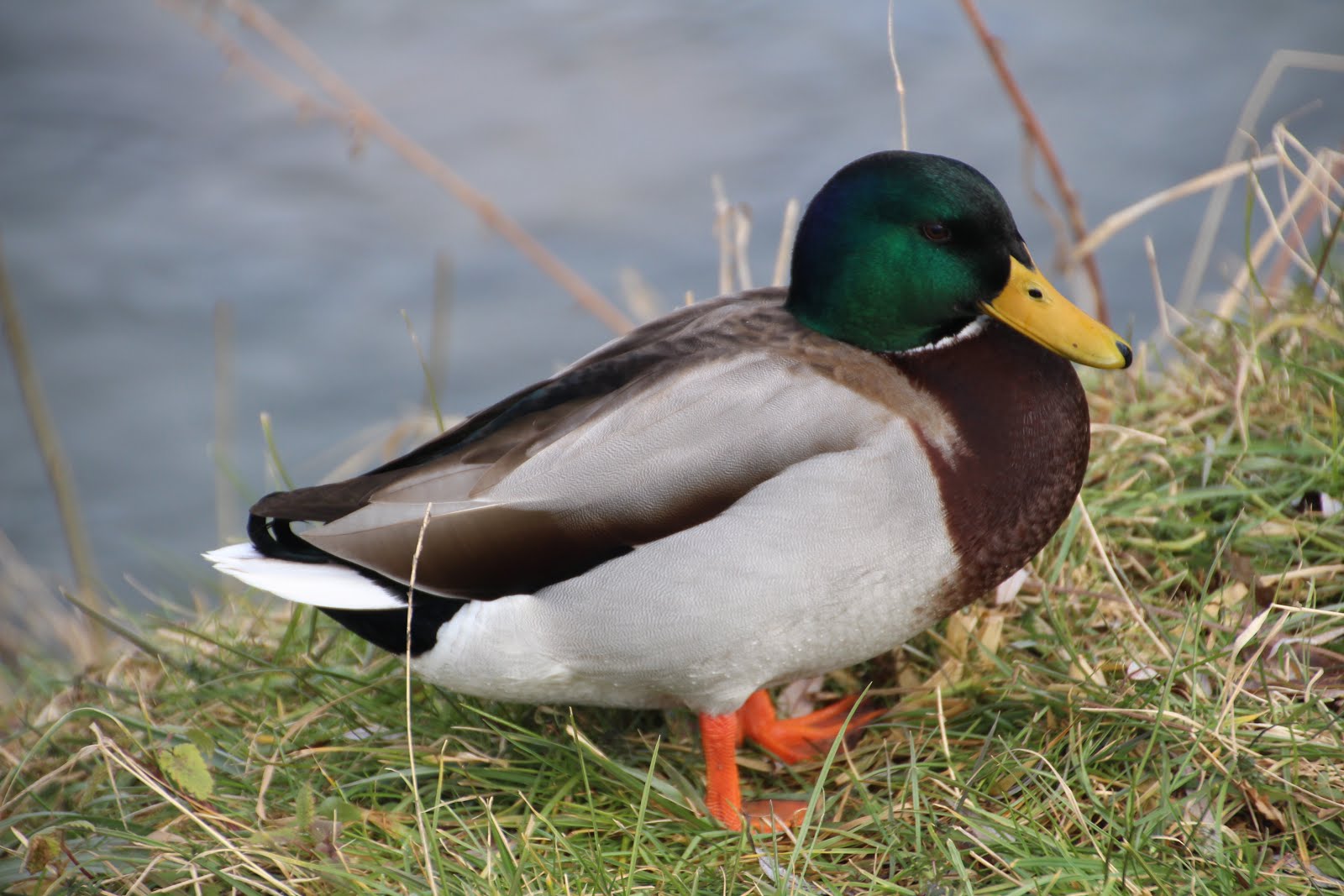 canard colvert