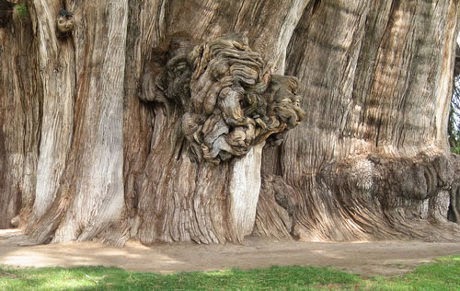 Pohon Paling Unik