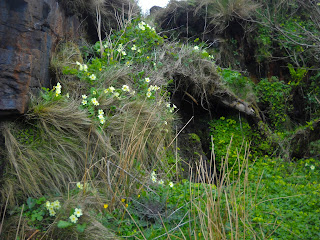 Copyright 2012 Frances J. Pearce