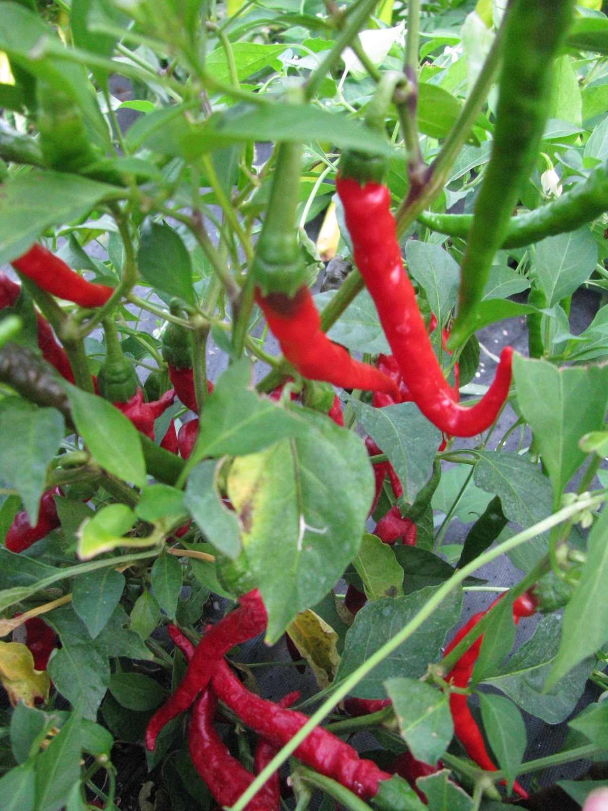 Spae Wyfe Cheap and Easy Aches and Pain Balm