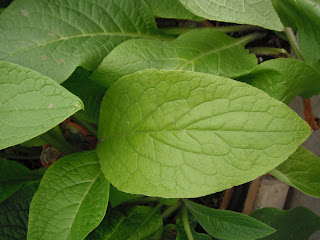 comfrey controversy healer wound