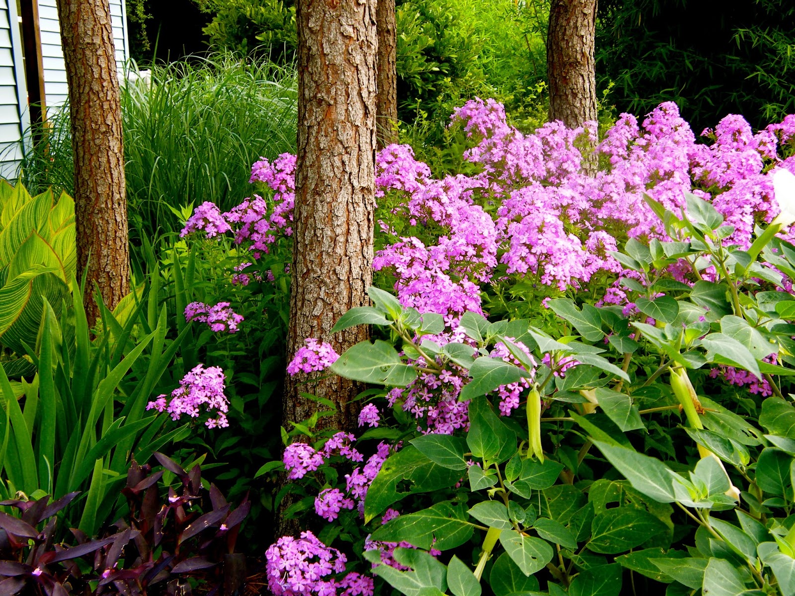 P O T A G E R Phlox paniculata, Common Purple Tall Phlox