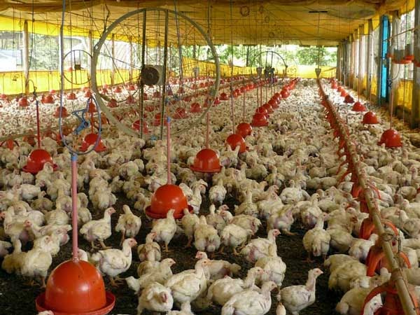 perbedaan dan keunggulan antara kandang tertutup dan perbedaan dan keunggulan antara kandang tertutup dan