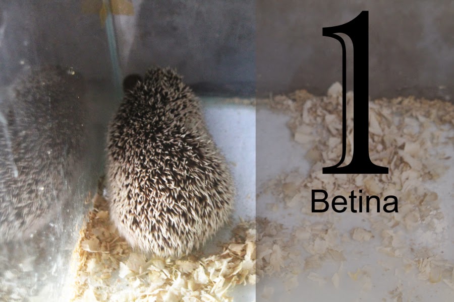 Landak mini atau Hedgehog. Landak mini paling lucu sedunia