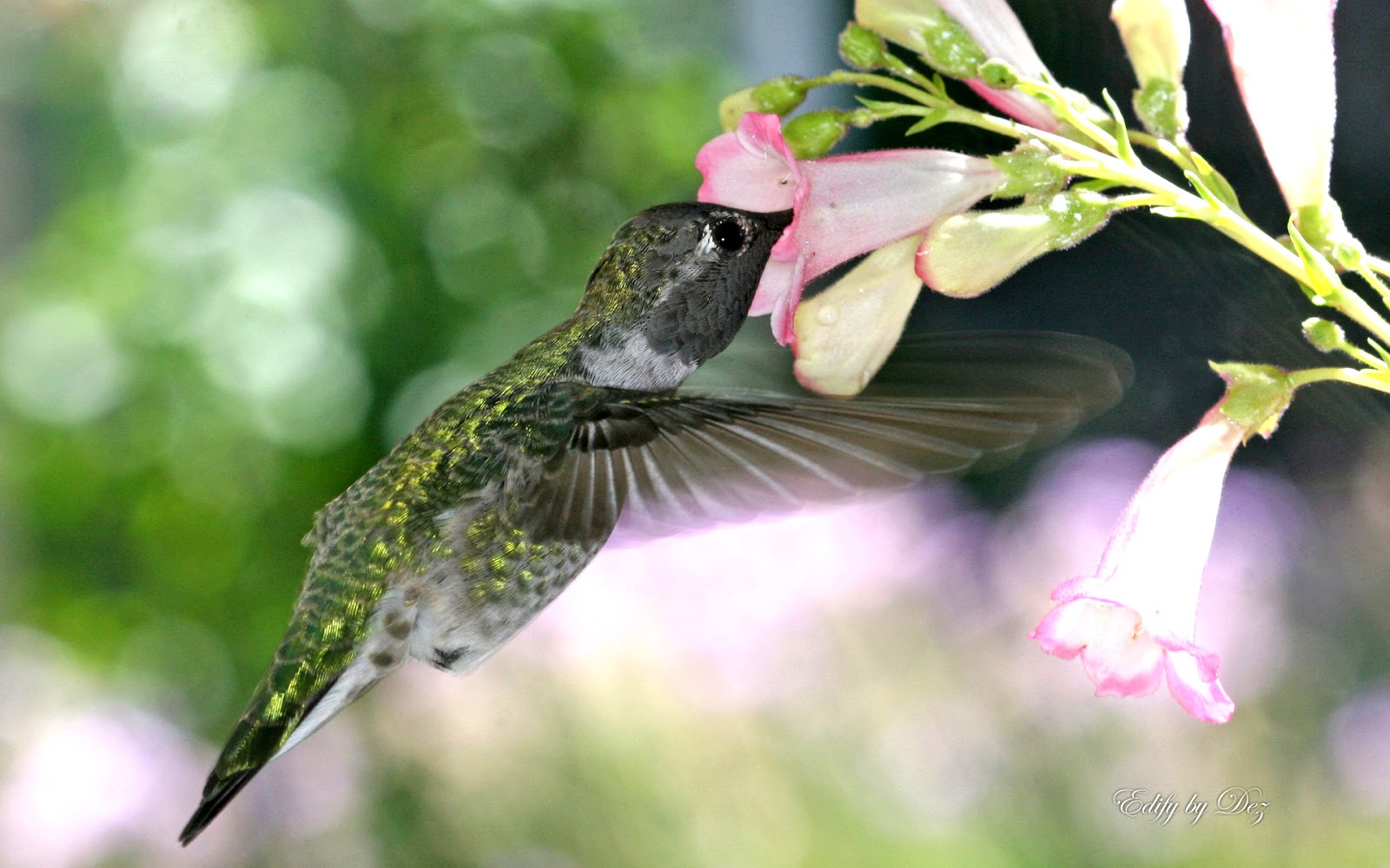 http://4.bp.blogspot.com/-0oFepyg0Dgs/UI0eIv4B6-I/AAAAAAAAAEQ/y7iVyExNh0c/s1600/hungry_hummingbird-wallpaper-desktop.jpg