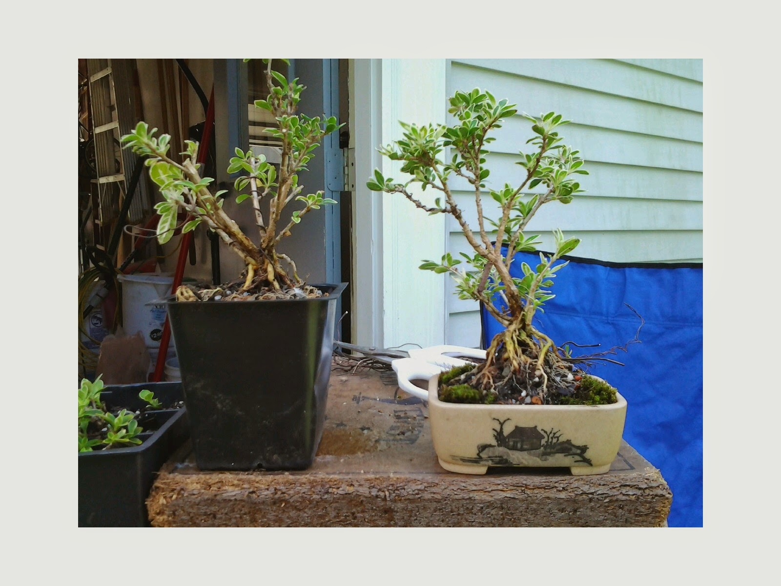 Ancient Art Bonsai September 2014