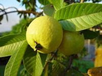 manfaat jambu biji manfaat jambu biji