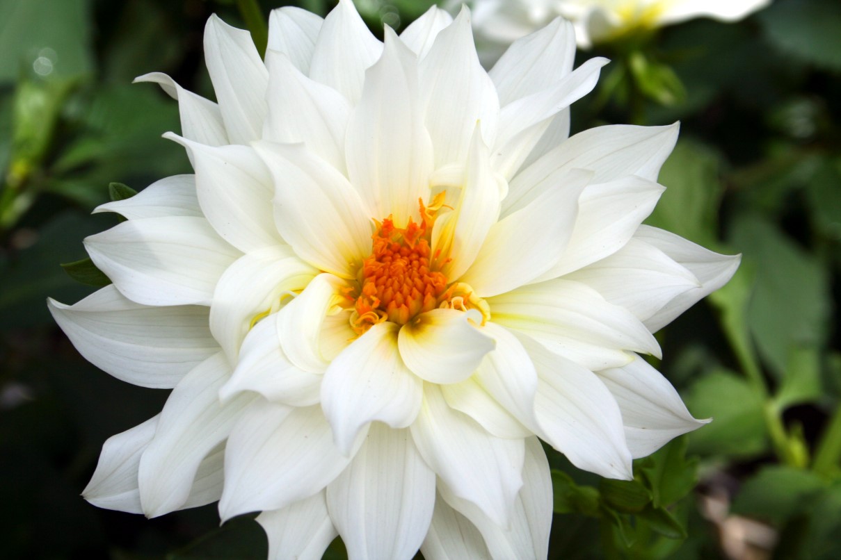Flower Homes Beautiful White Flowers flower homes beautiful white flowers