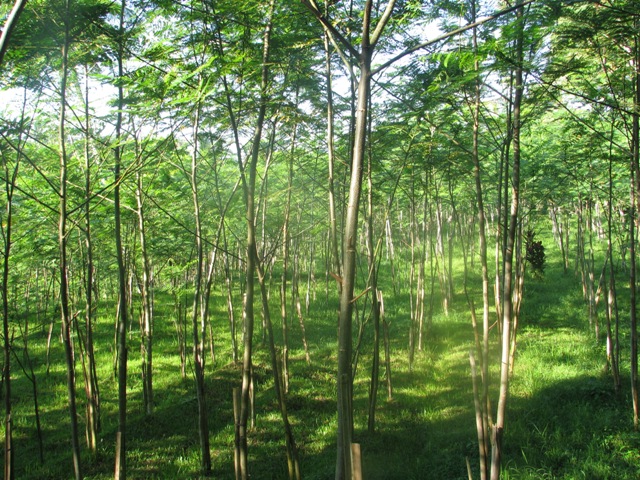 Pohon Albasia