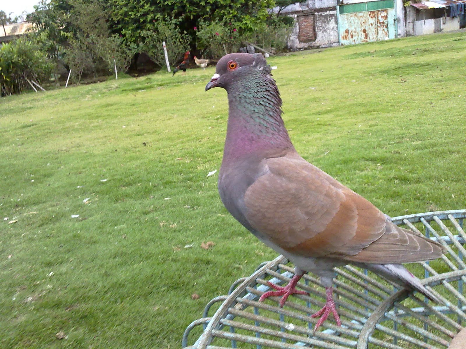 http://4.bp.blogspot.com/-0olEkgluh9s/Tcp7Dj1wt5I/AAAAAAAABQg/KemHFd5aMTA/s1600/Burung-Dara-Merpati-Tinggi-Tomprangan-4.jpg