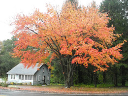 A fall tree in New England