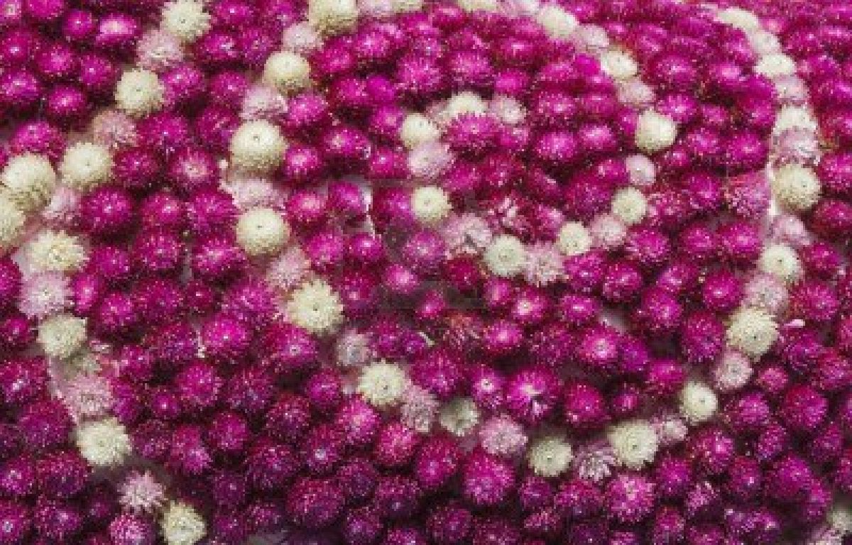 globe amaranth globe amaranth