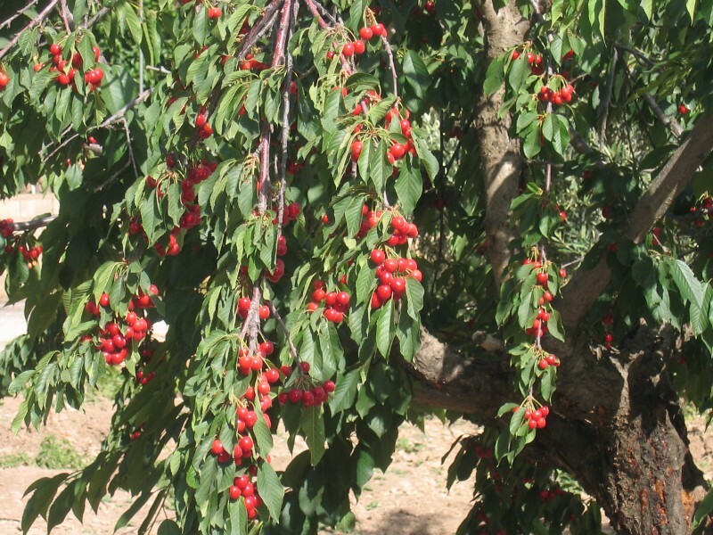 k cherry tree fruit nut and ornamental trees 101 c is for cherry trees k cherry tree fruit nut and ornamental trees 101 c is for cherry trees