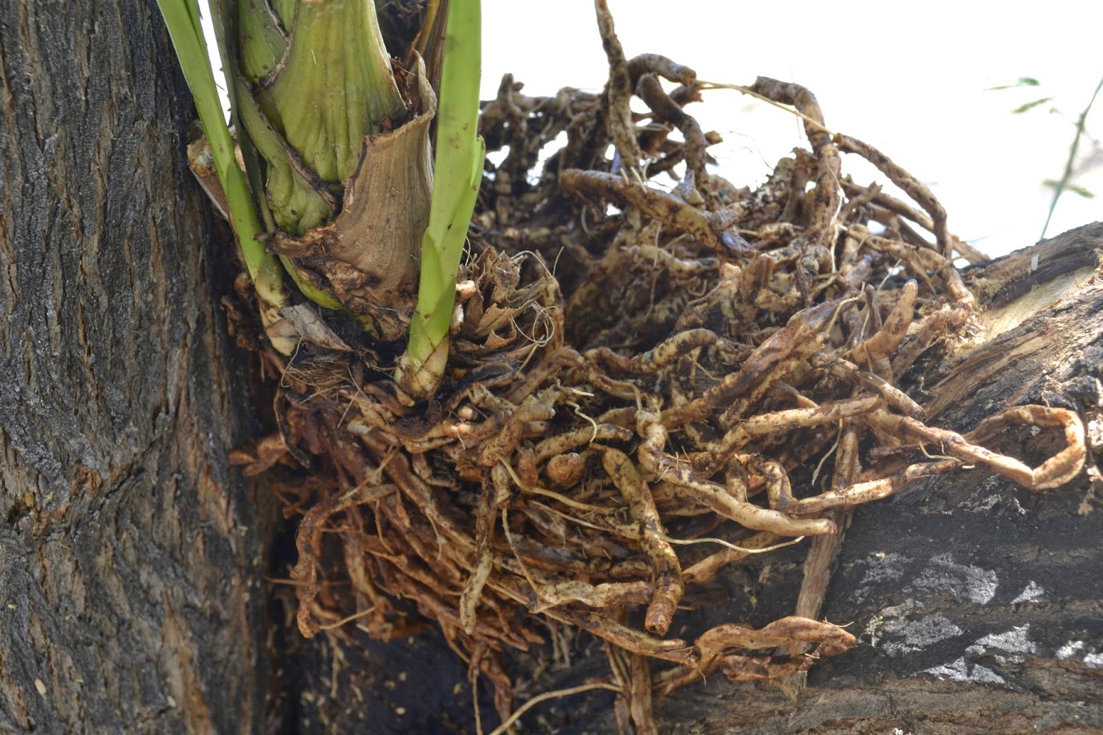 Desert Orchid Taking Care Of Root Rot in a Cymbidium Orchid