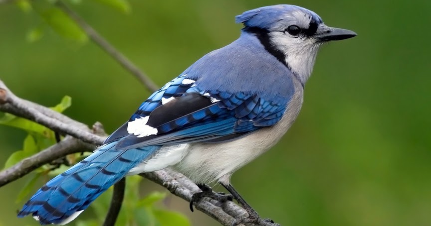 Jeff in TO Blue Jay Sighting