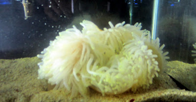 Sea Anemone Sea Anemone